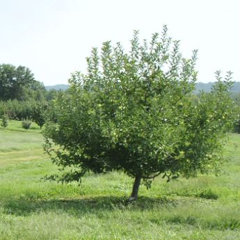 a semi-dwarf fruit tree