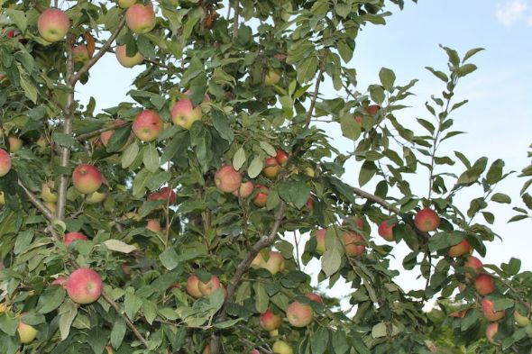 Apple Trees