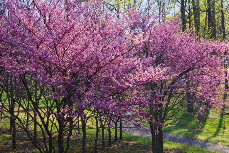 Flowering Trees