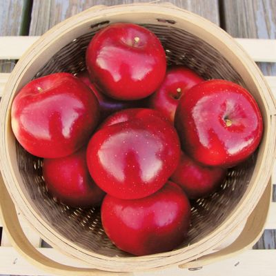 View full size image Jonafree Apples in a basket