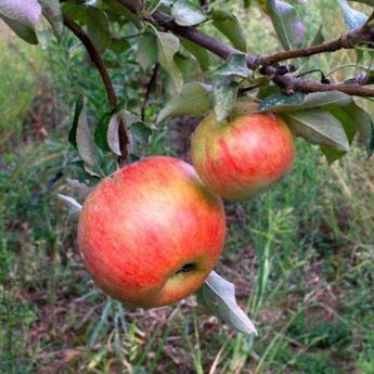 Honeycrisp apples on a tree