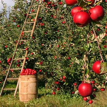 Apple orchard with ripe apples