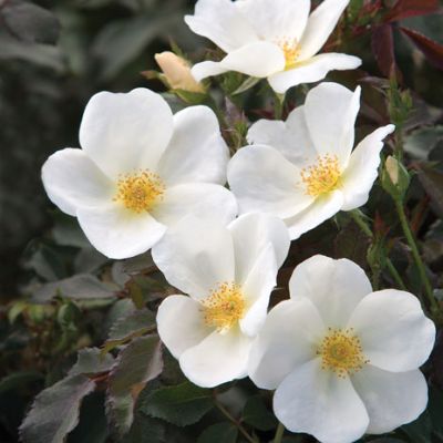 Photo of White Knock Out® Rose