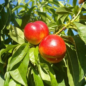 Fantasia Nectarines ripening