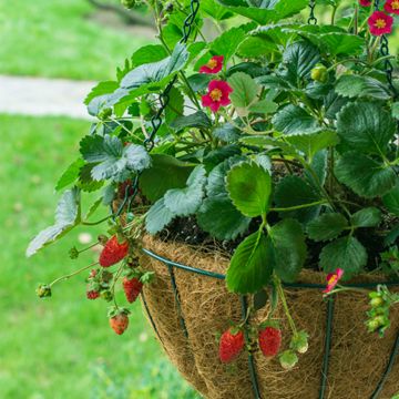 View full size image Scarlet Belle™ Strawberry Plant in hanging basket