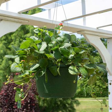 View full size image Scarlet Belle™ Strawberry Plant in hanging basket