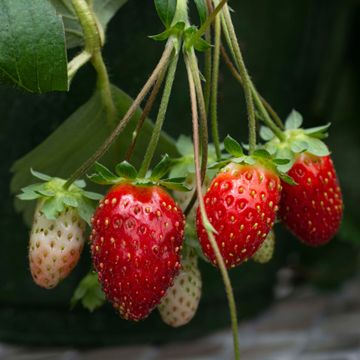 View full size image strawberry fruit of the scarlet belle
