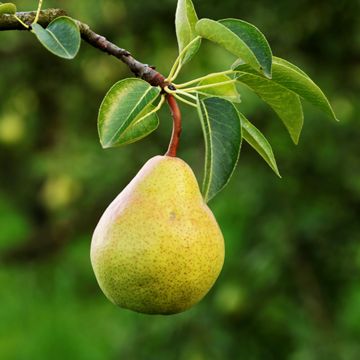 View full size image Pear hanging on tree