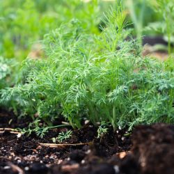 Dill growing in ground