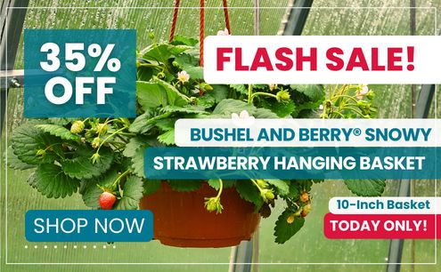 Today only save 35% on this Strawberry Hanging Basket!