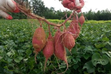 Sweet potatoes on the root, freshly pulled from the gournd.