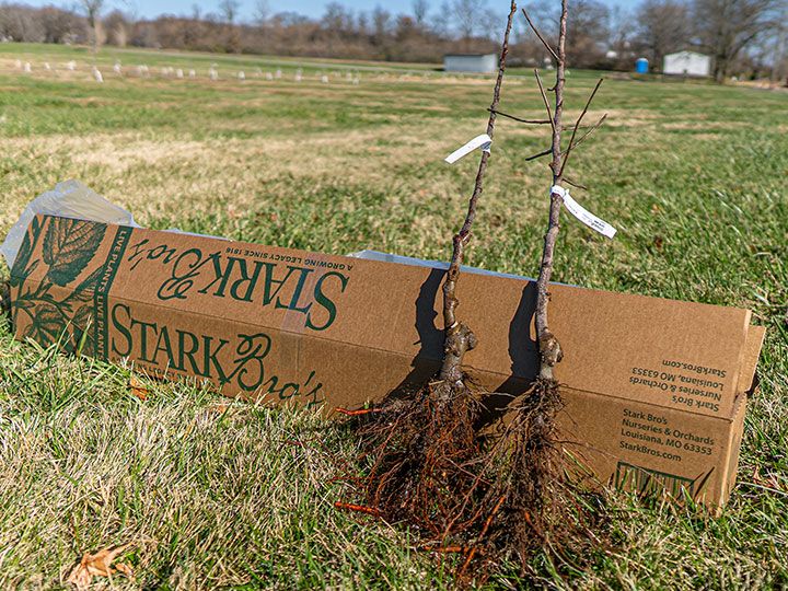 Bare-root trees.