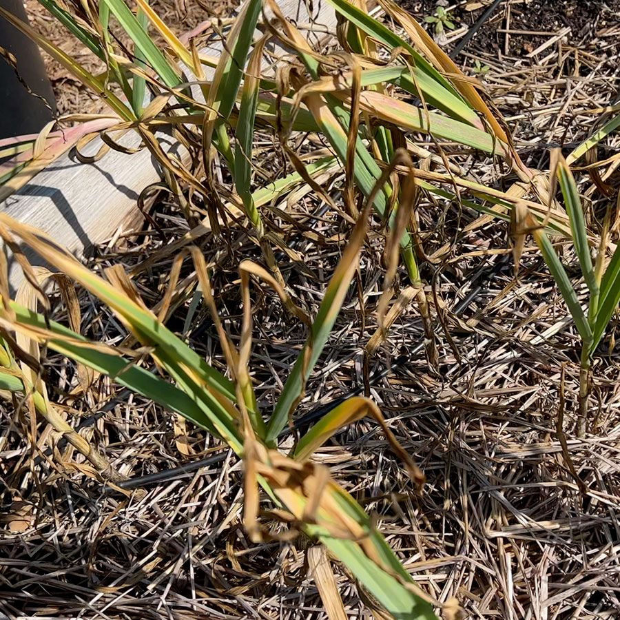 Garlic ready to harvest.