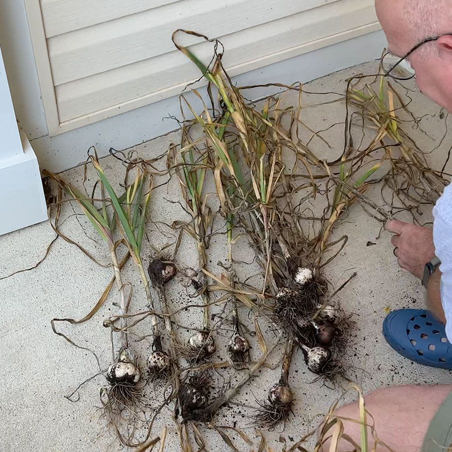 Harvested garlic bulbs.